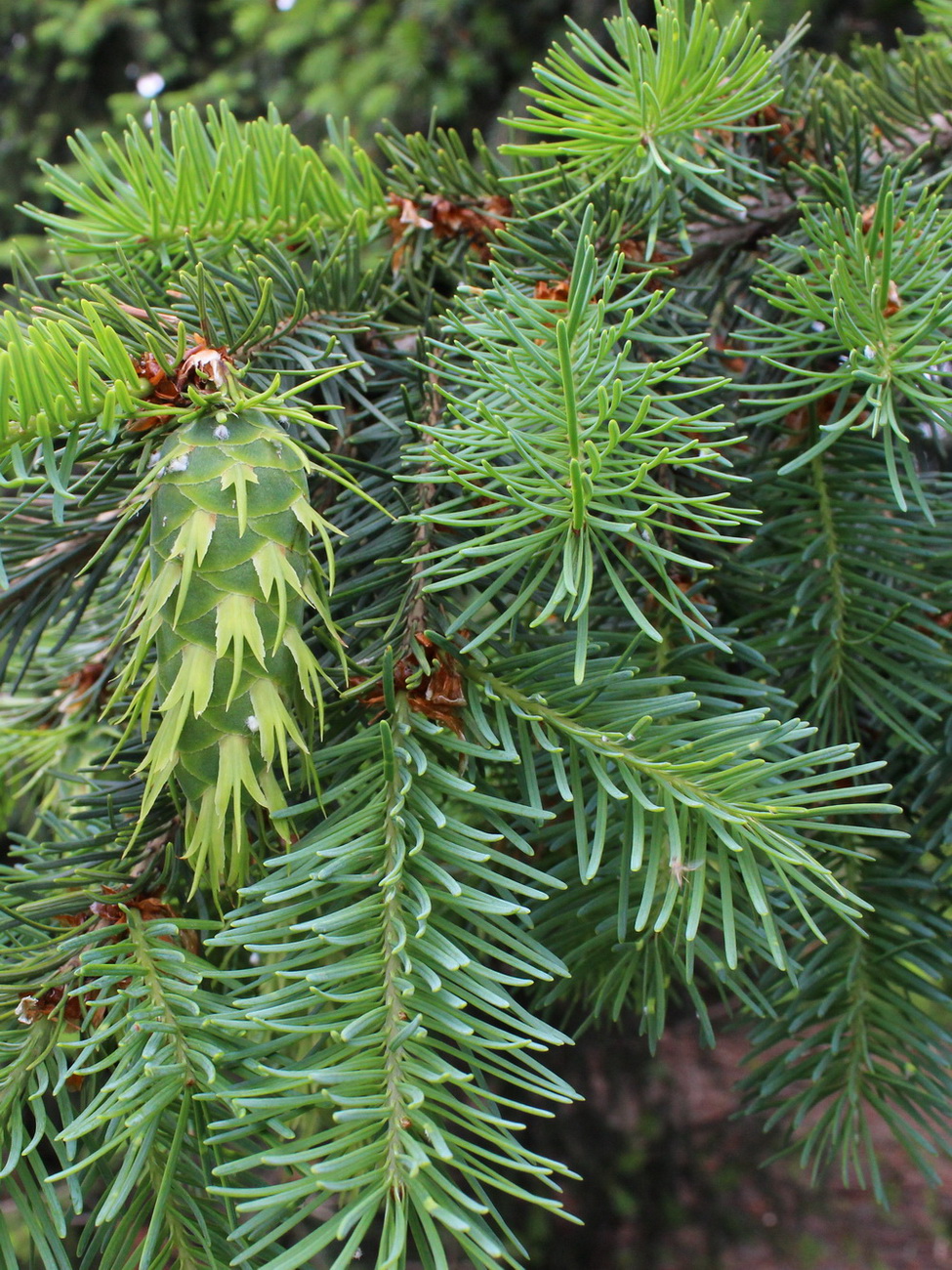 Изображение особи Pseudotsuga menziesii.