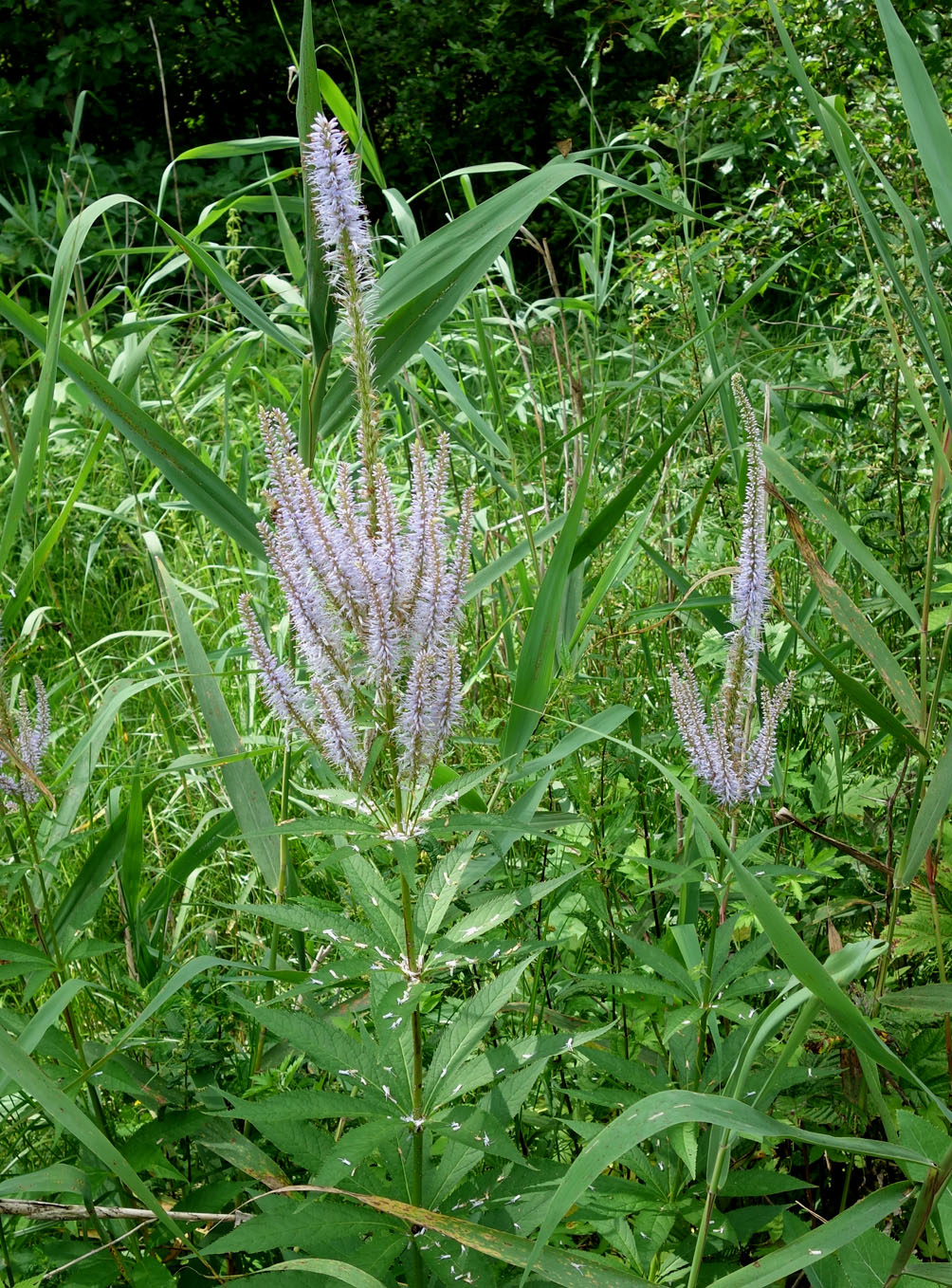 Image of Veronicastrum sibiricum specimen.