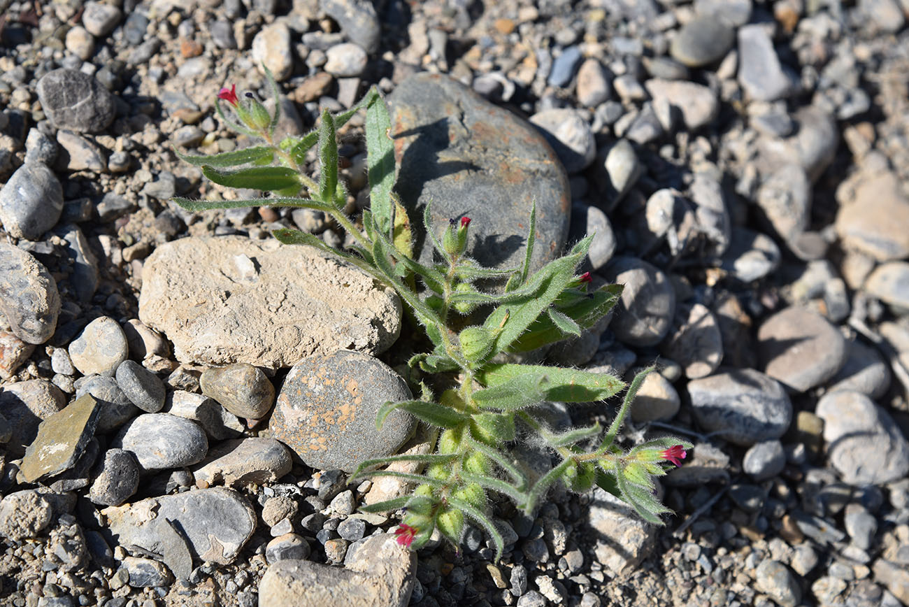 Image of Nonea caspica specimen.