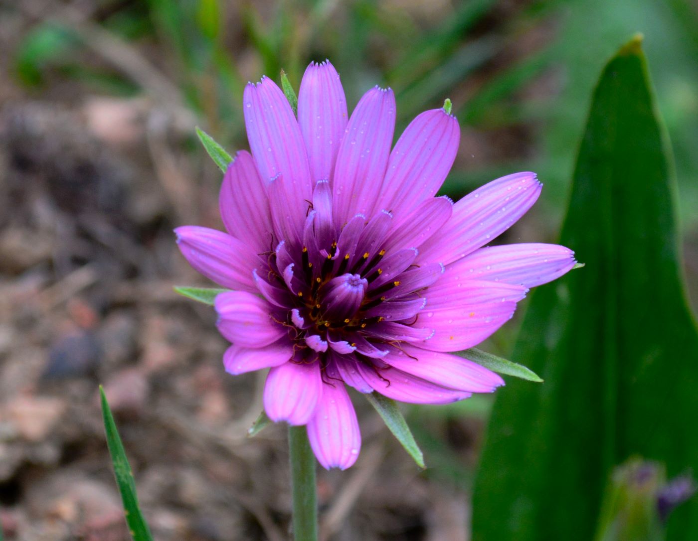 Изображение особи Tragopogon malikus.