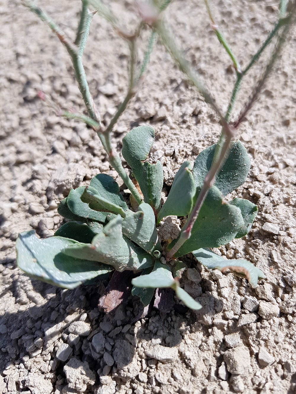 Image of Eremolimon drepanostachyum specimen.