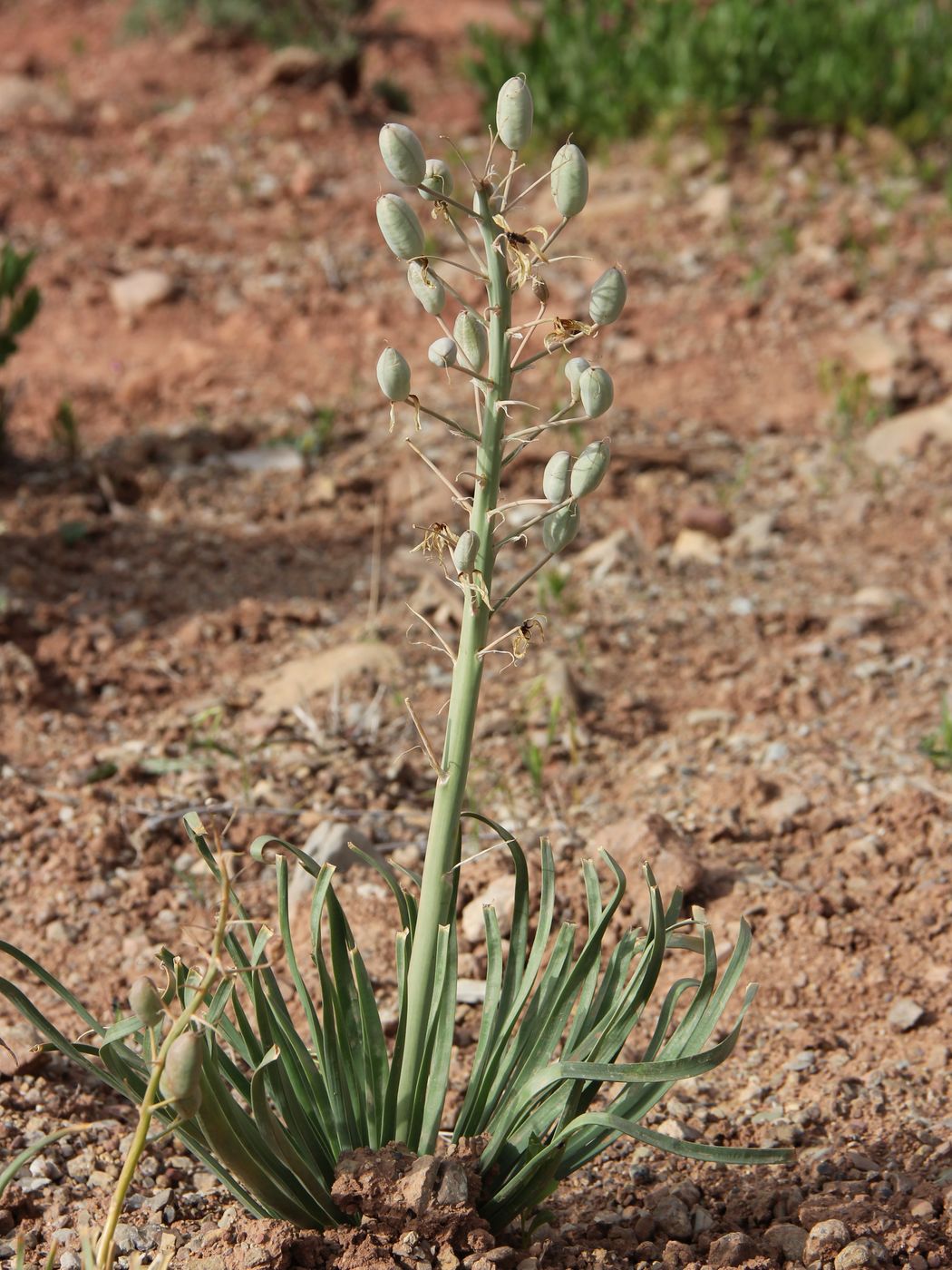 Image of Eremurus luteus specimen.