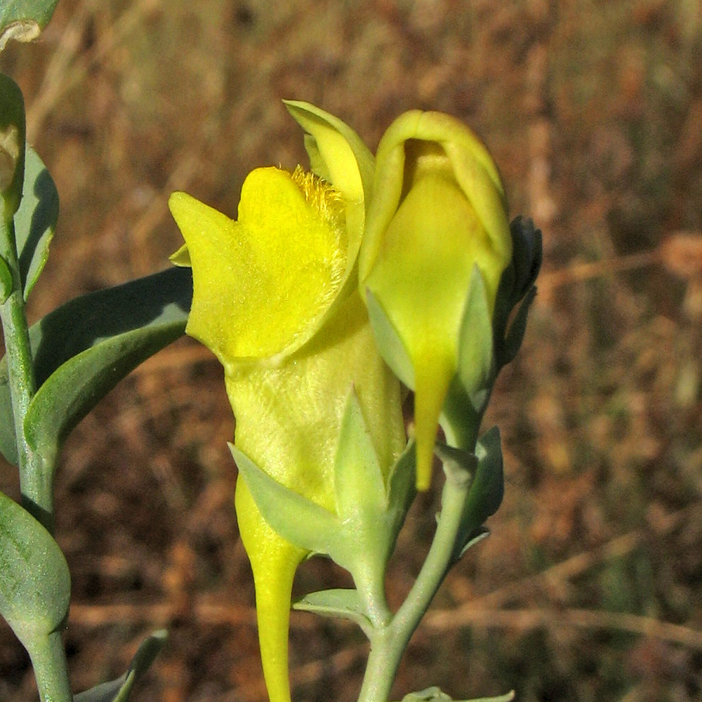 Image of Linaria genistifolia ssp. dalmatica specimen.