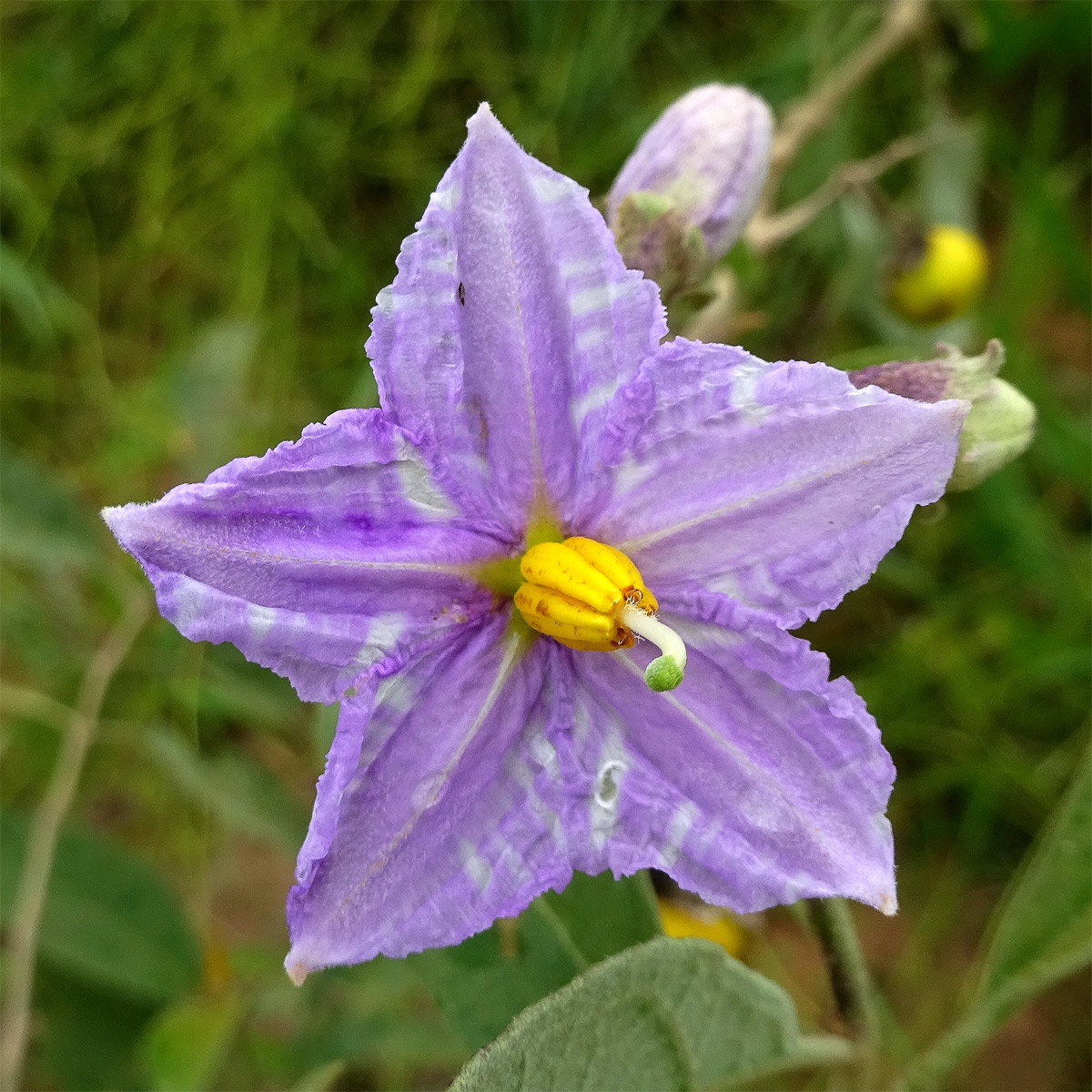 Image of Solanum incanum specimen.