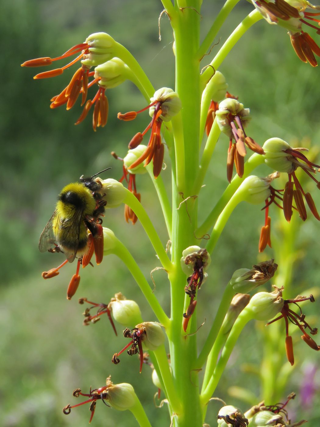 Image of Eremurus turkestanicus specimen.