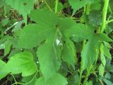 Humulus lupulus. Лист с миной. Краснодарский край, Абинский р-н, ст-ца Холмская, опушка приречного леса. 02.06.2020.