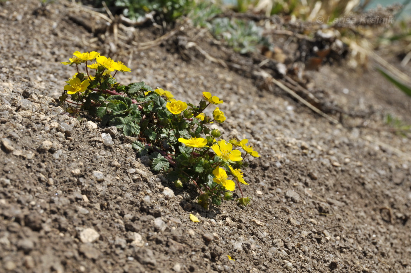 Image of Potentilla fragarioides specimen.