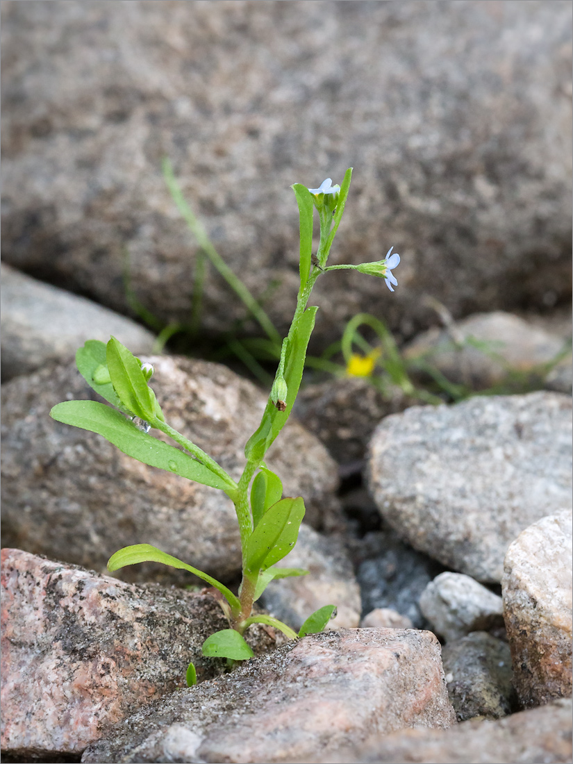 Изображение особи Myosotis cespitosa.