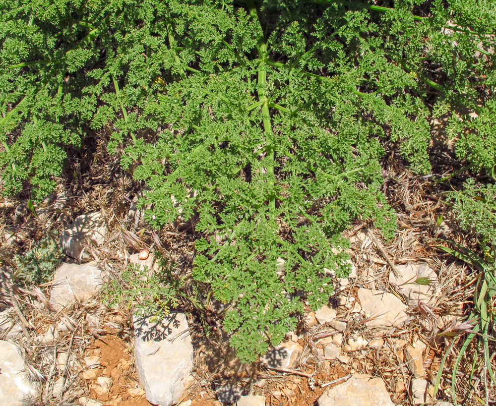 Image of Ferulago trachycarpa specimen.