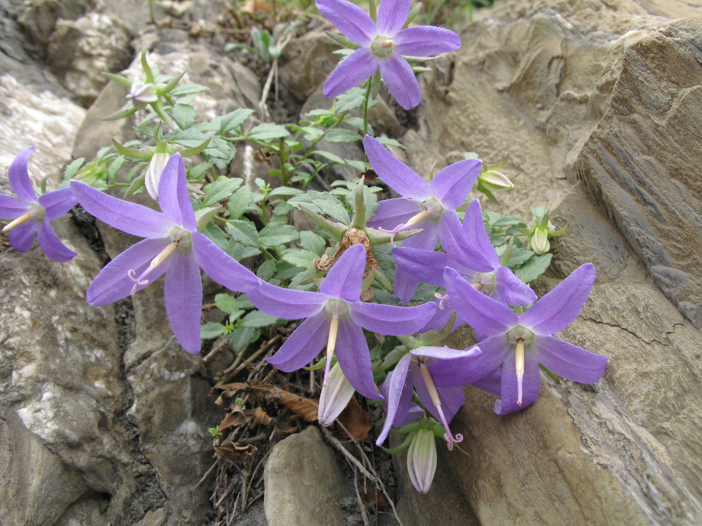 Image of Campanula lezgina specimen.