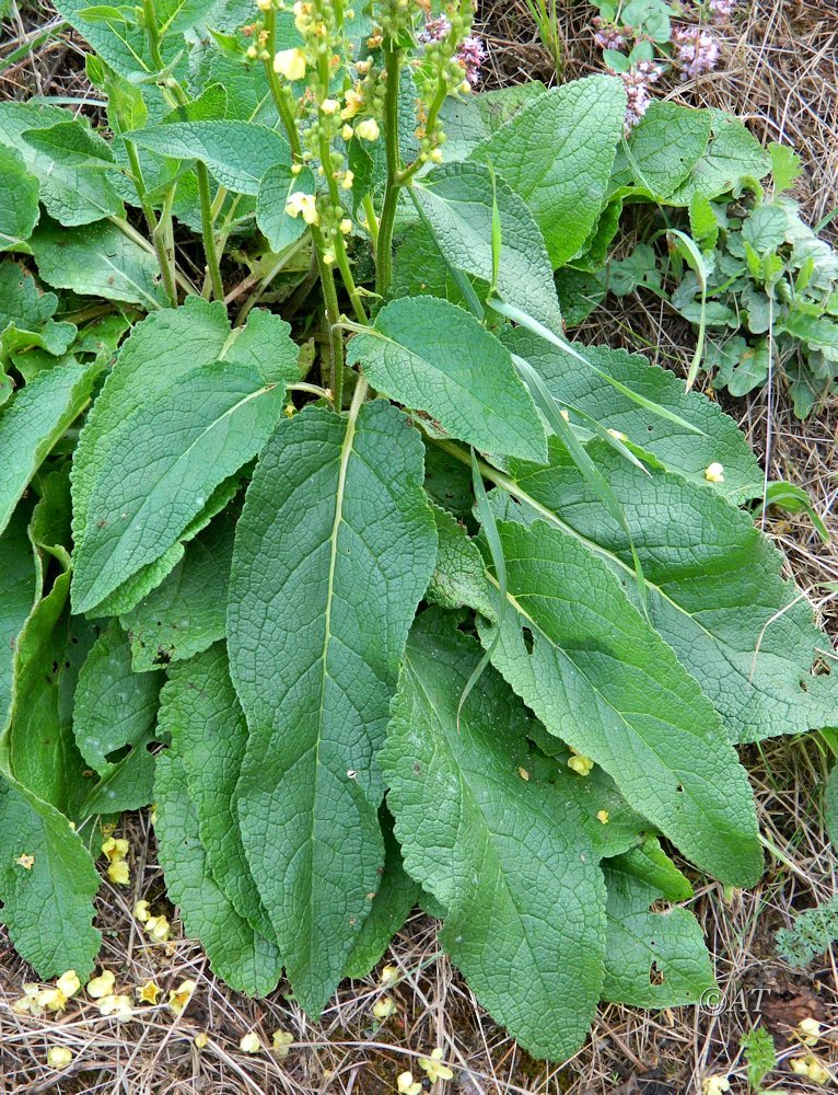 Image of genus Verbascum specimen.