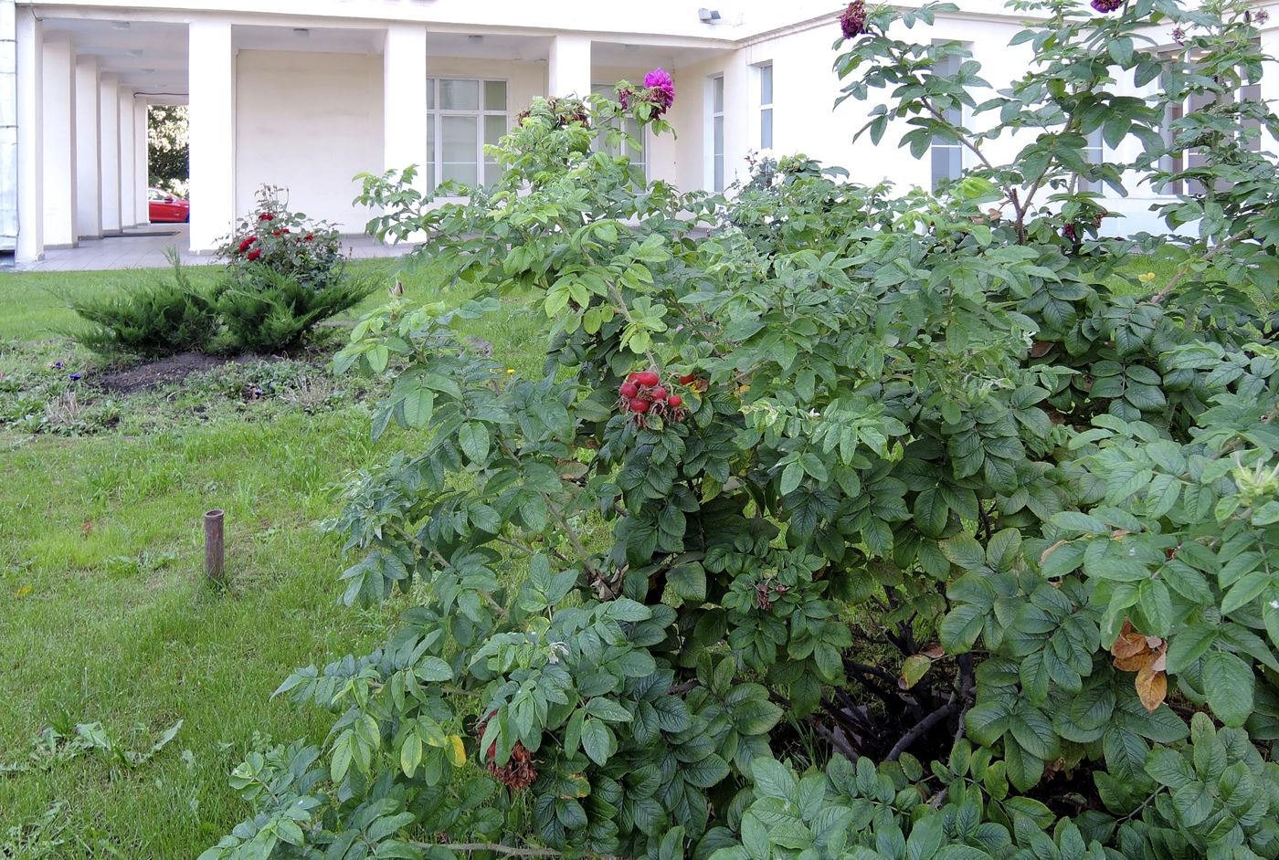 Image of Rosa rugosa specimen.