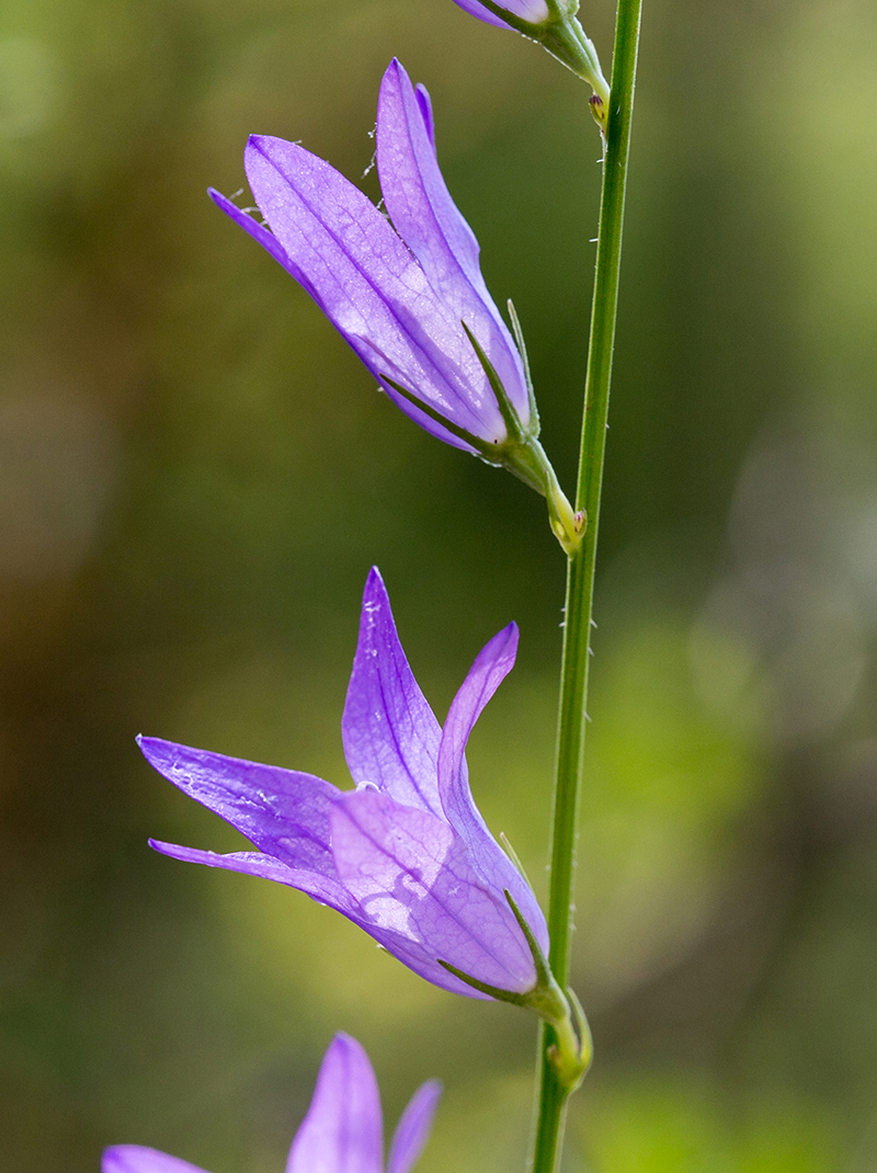 Image of Campanula rapunculus specimen.