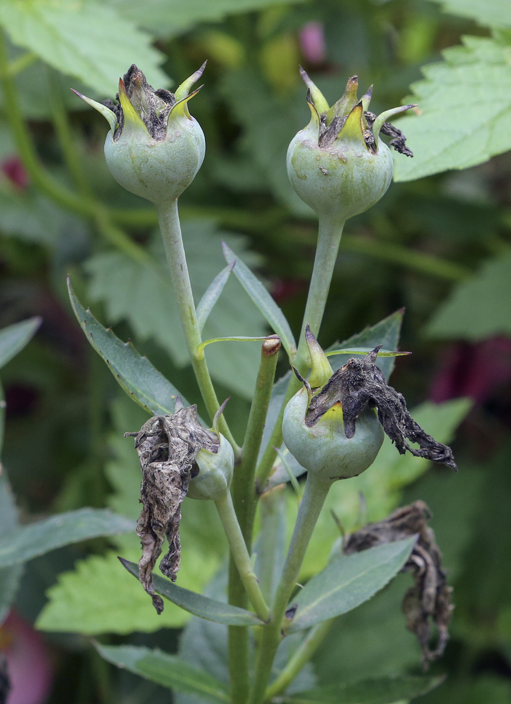 Image of Platycodon grandiflorus specimen.