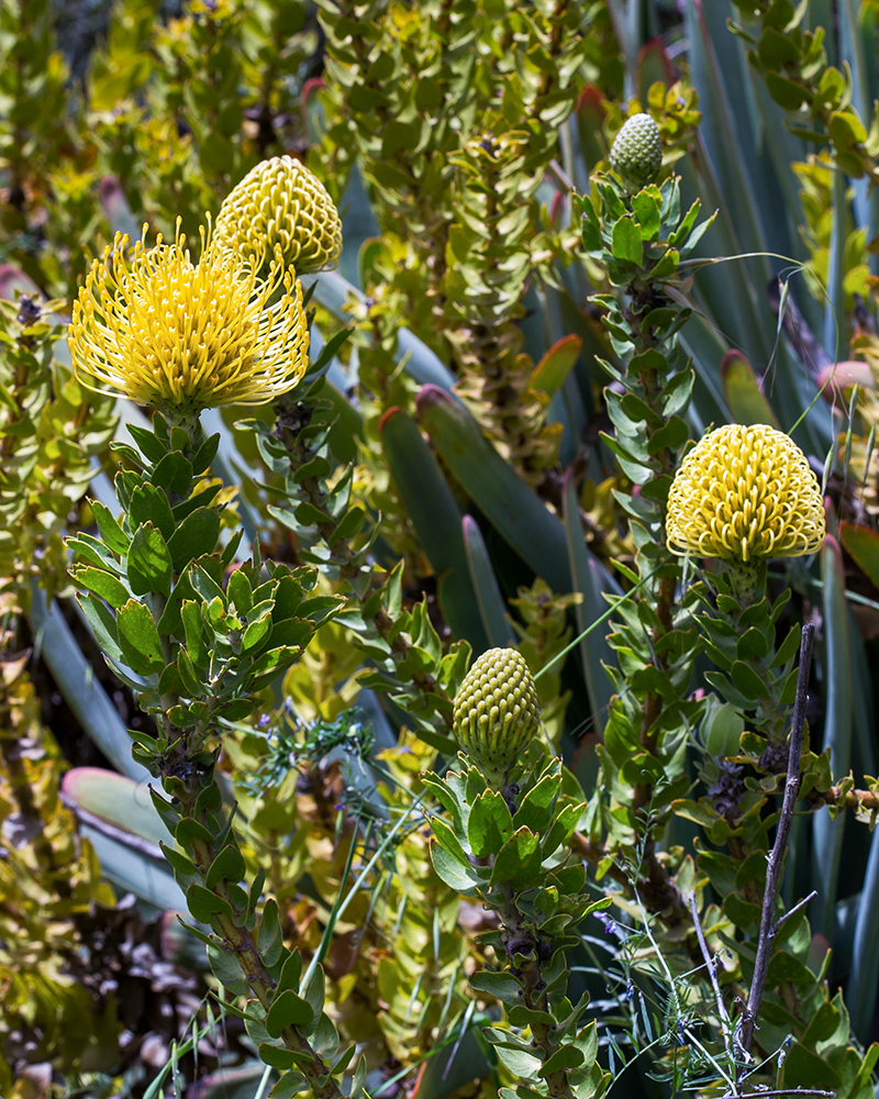 Image of Leucospermum cordifolium specimen.