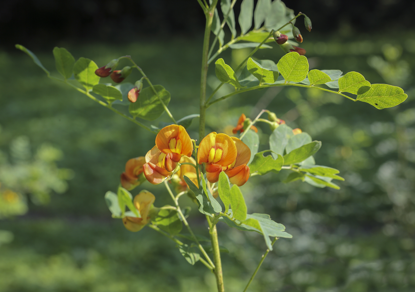 Image of genus Colutea specimen.