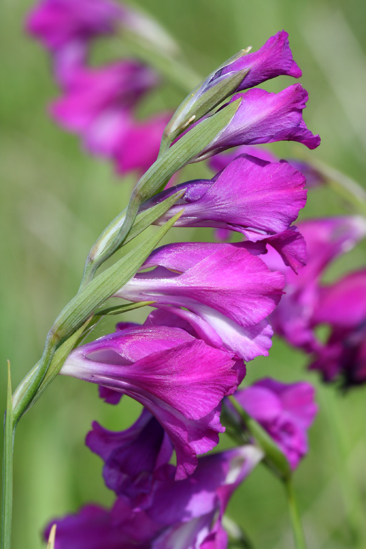 Image of Gladiolus tenuis specimen.