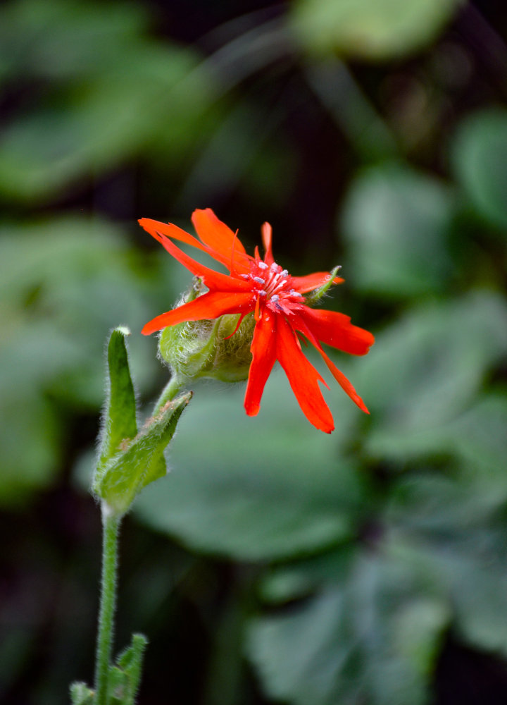 Image of Lychnis fulgens specimen.