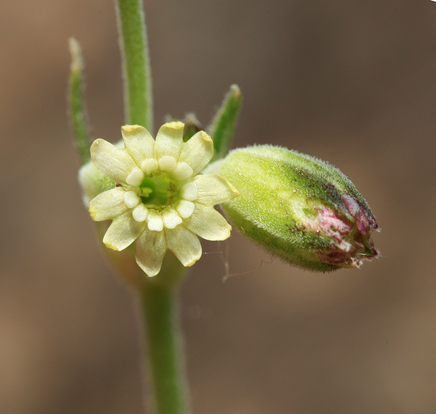 Image of Silene aprica specimen.