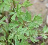 Ranunculus repens. Листья. Московская обл., Наро-Фоминский р-н, окр. дер. Мальцево, обочина грунтовой дороги. 4 июня 2022 г.