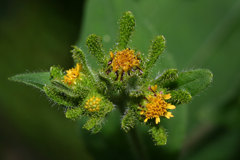 Image of Sigesbeckia orientalis specimen.