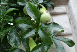 Passiflora caerulea. Незрелый плод, бутон и листья. Крым, Южный Берег, г. Алушта, в культуре. 13.07.2021.