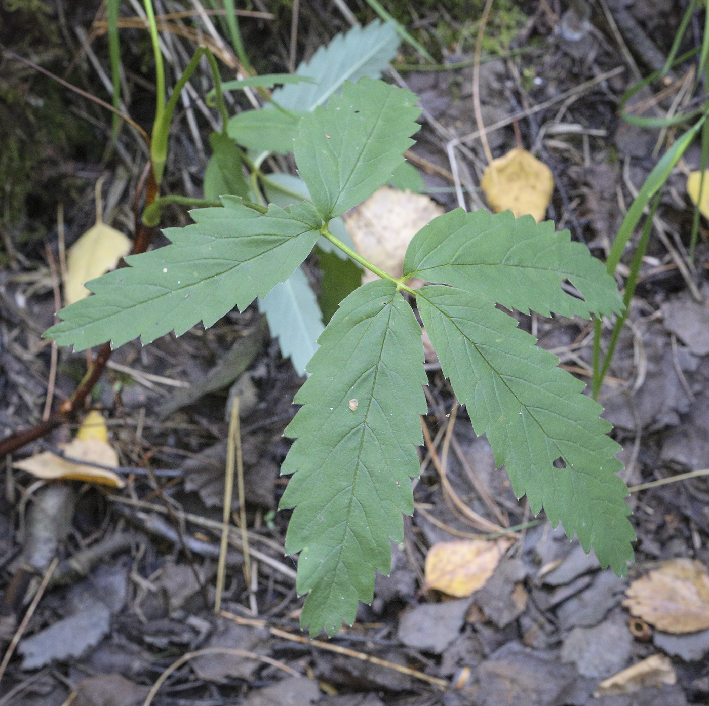 Изображение особи Comarum palustre.