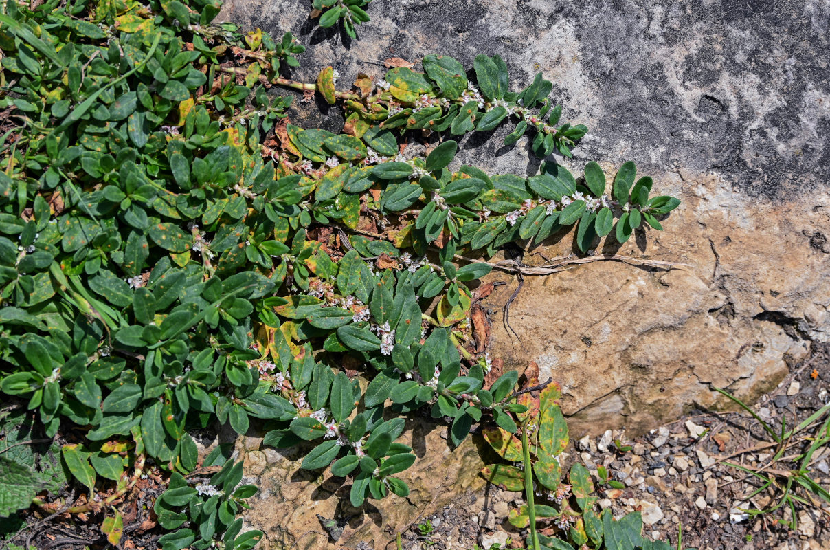 Изображение особи Polygonum alpestre.