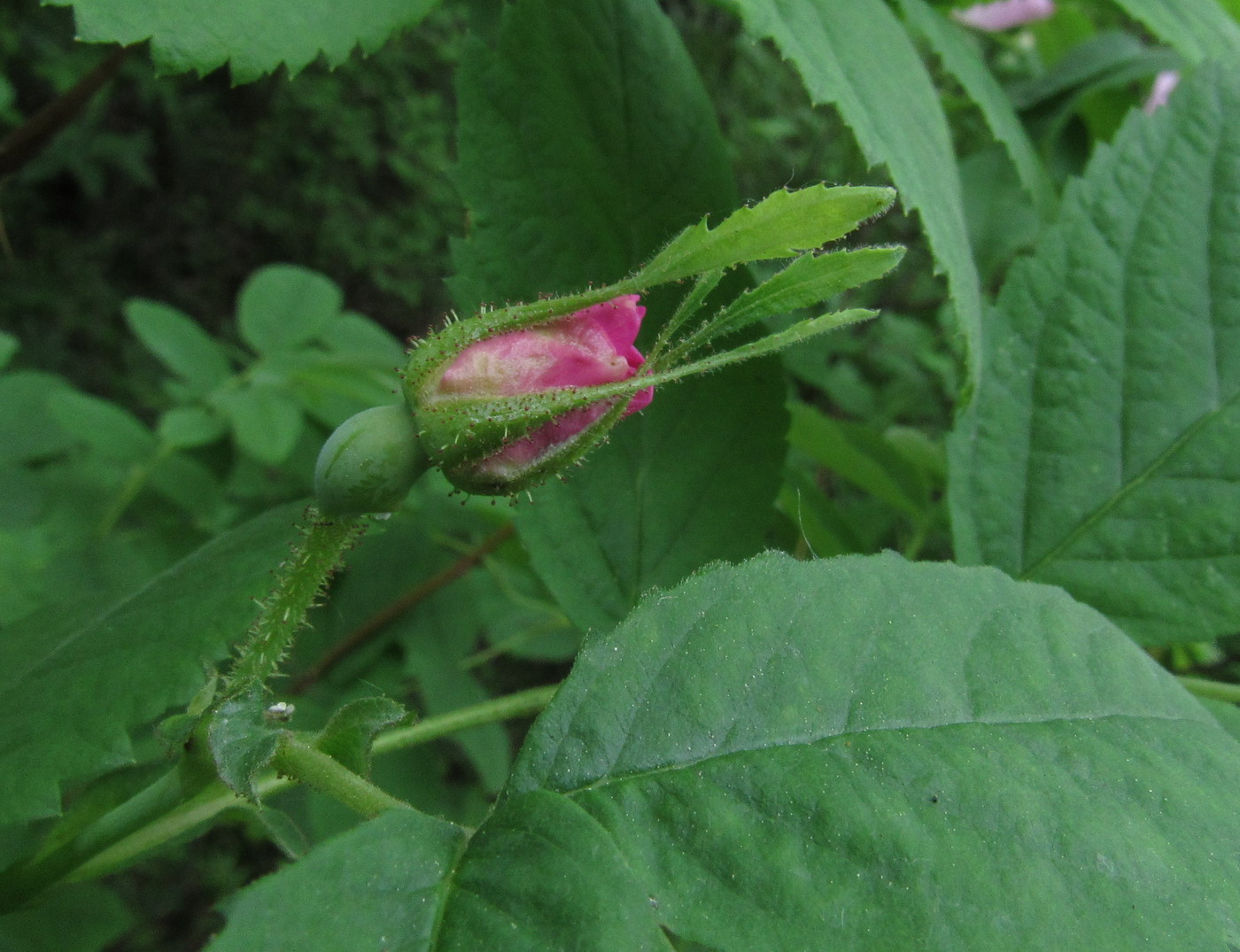 Image of Rosa balachtensis specimen.