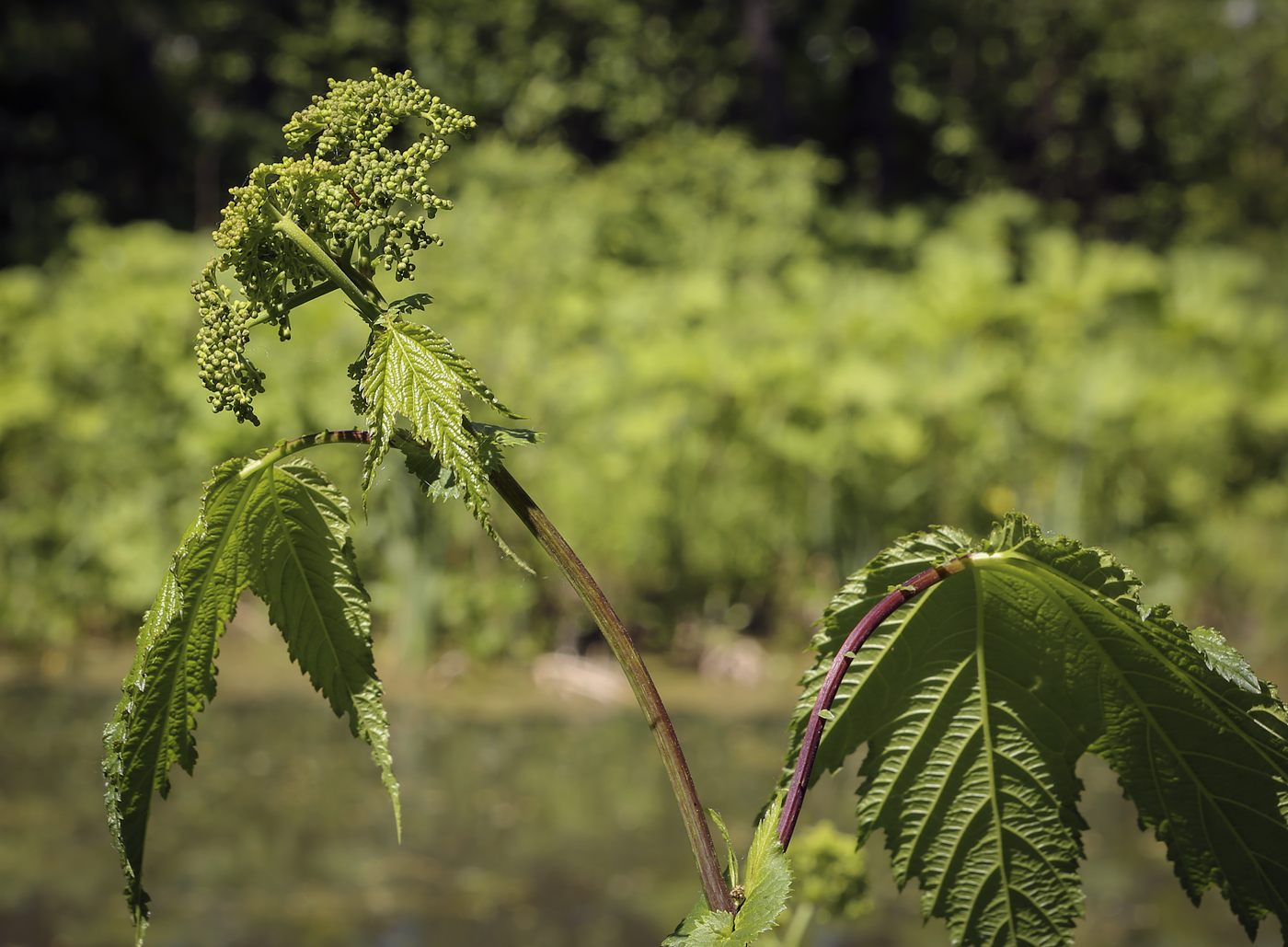 Image of Filipendula camtschatica specimen.