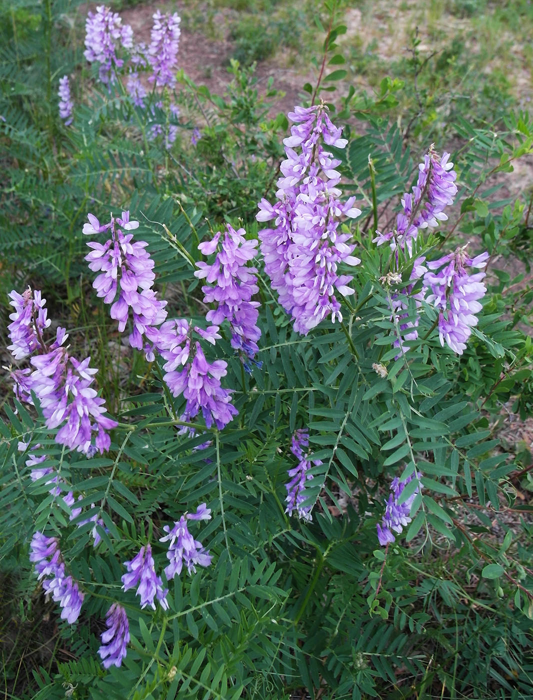 Изображение особи Vicia tenuifolia.