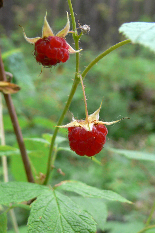 Изображение особи Rubus idaeus.