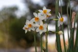 Narcissus tazetta. Верхушка цветущего растения. Израиль, лесопарк Шоам. 11.12.2022.