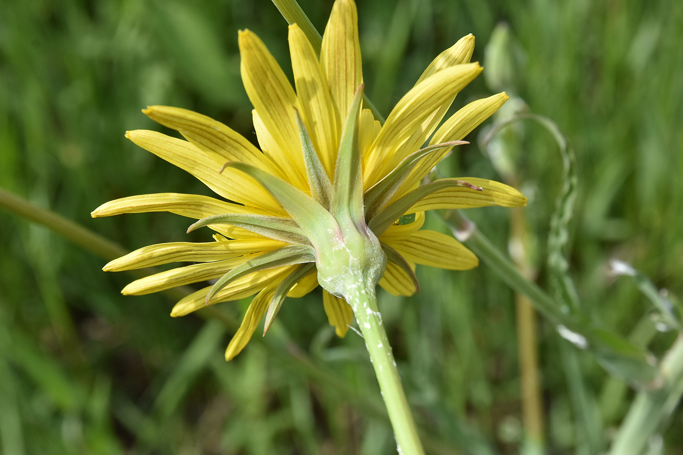 Изображение особи Tragopogon orientalis.