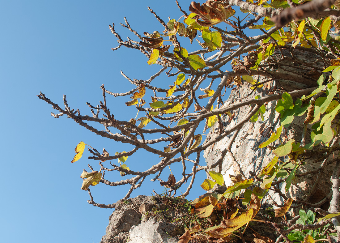 Image of Ficus carica specimen.