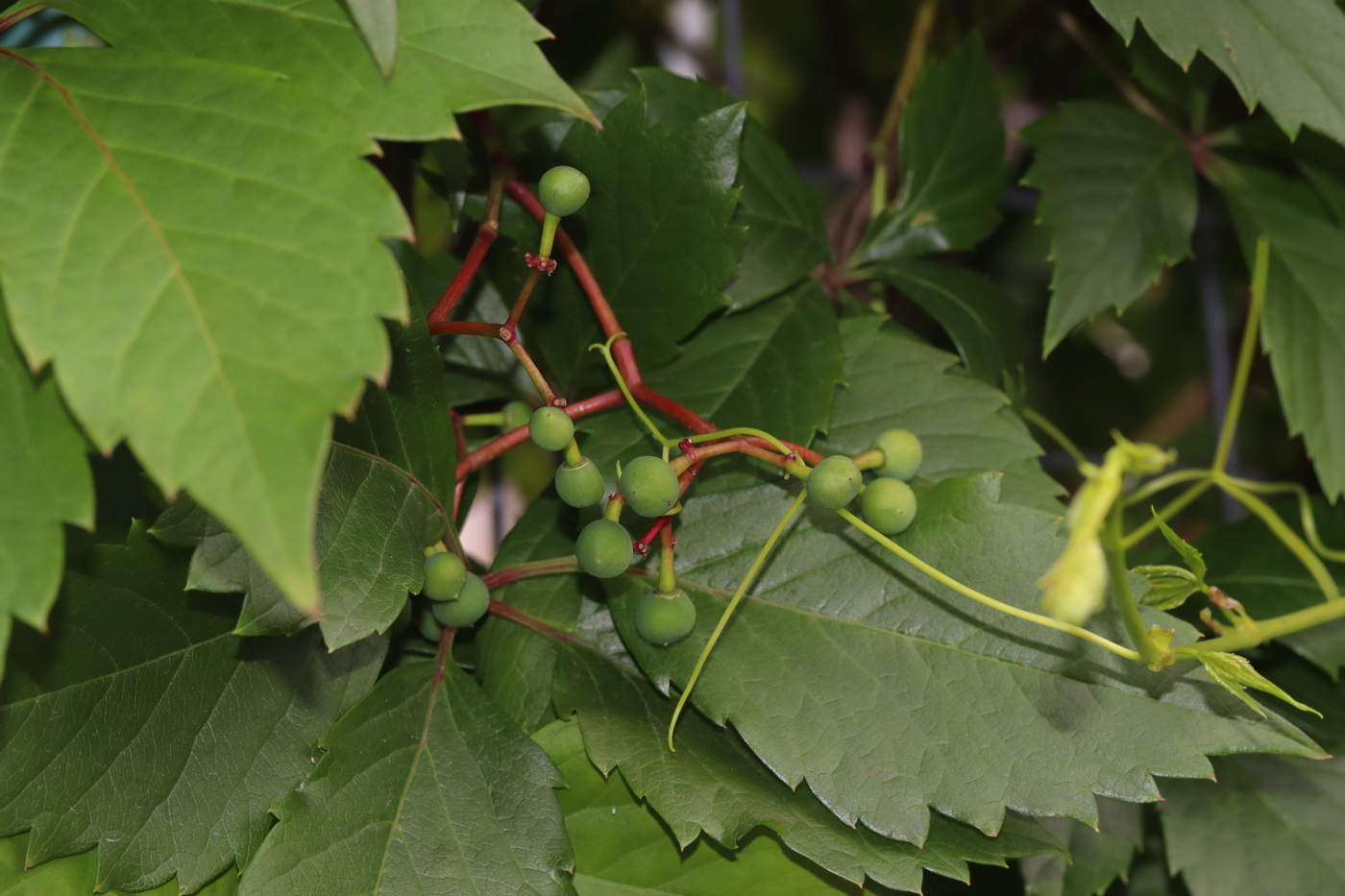 Изображение особи Parthenocissus quinquefolia.