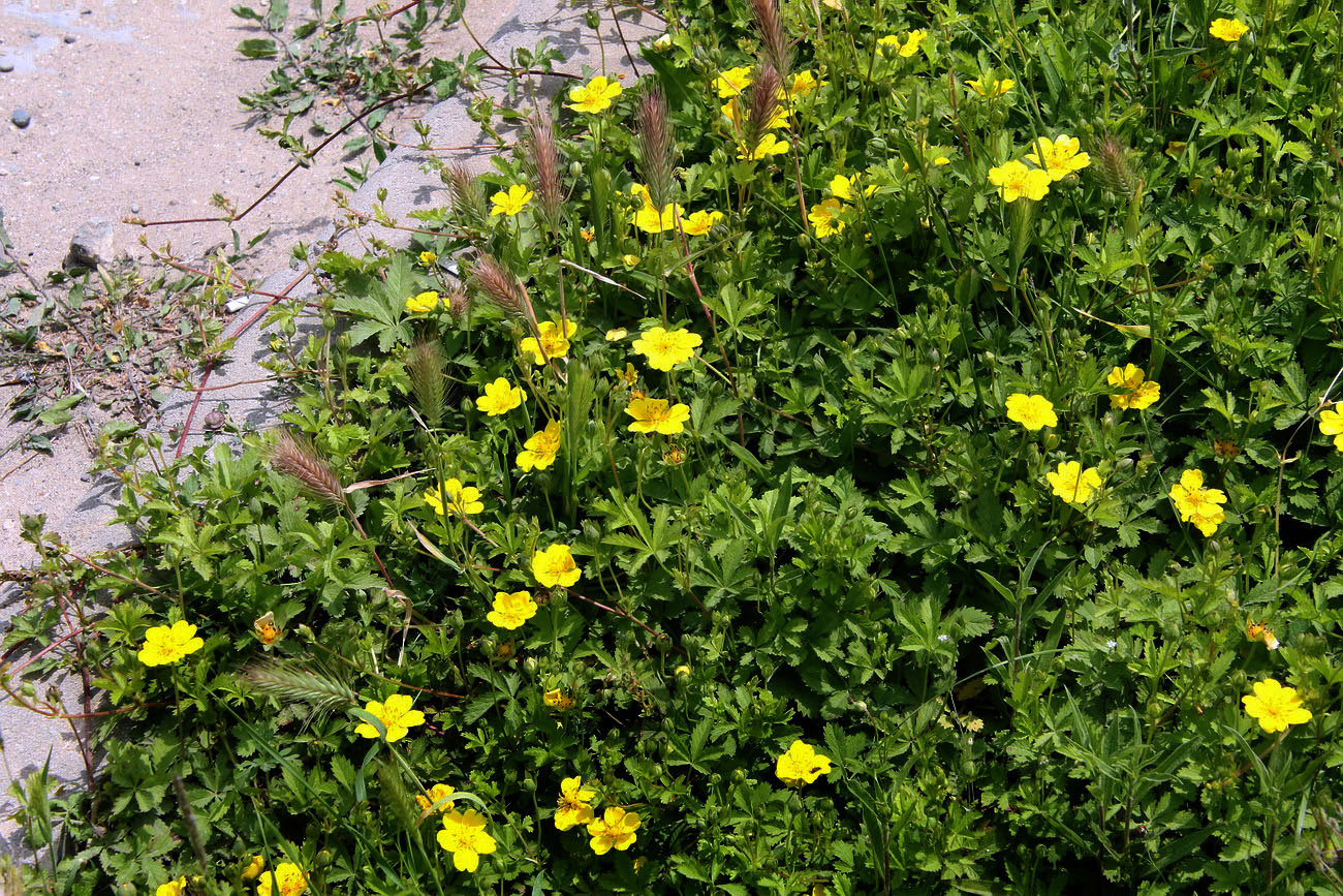 Image of Potentilla reptans specimen.