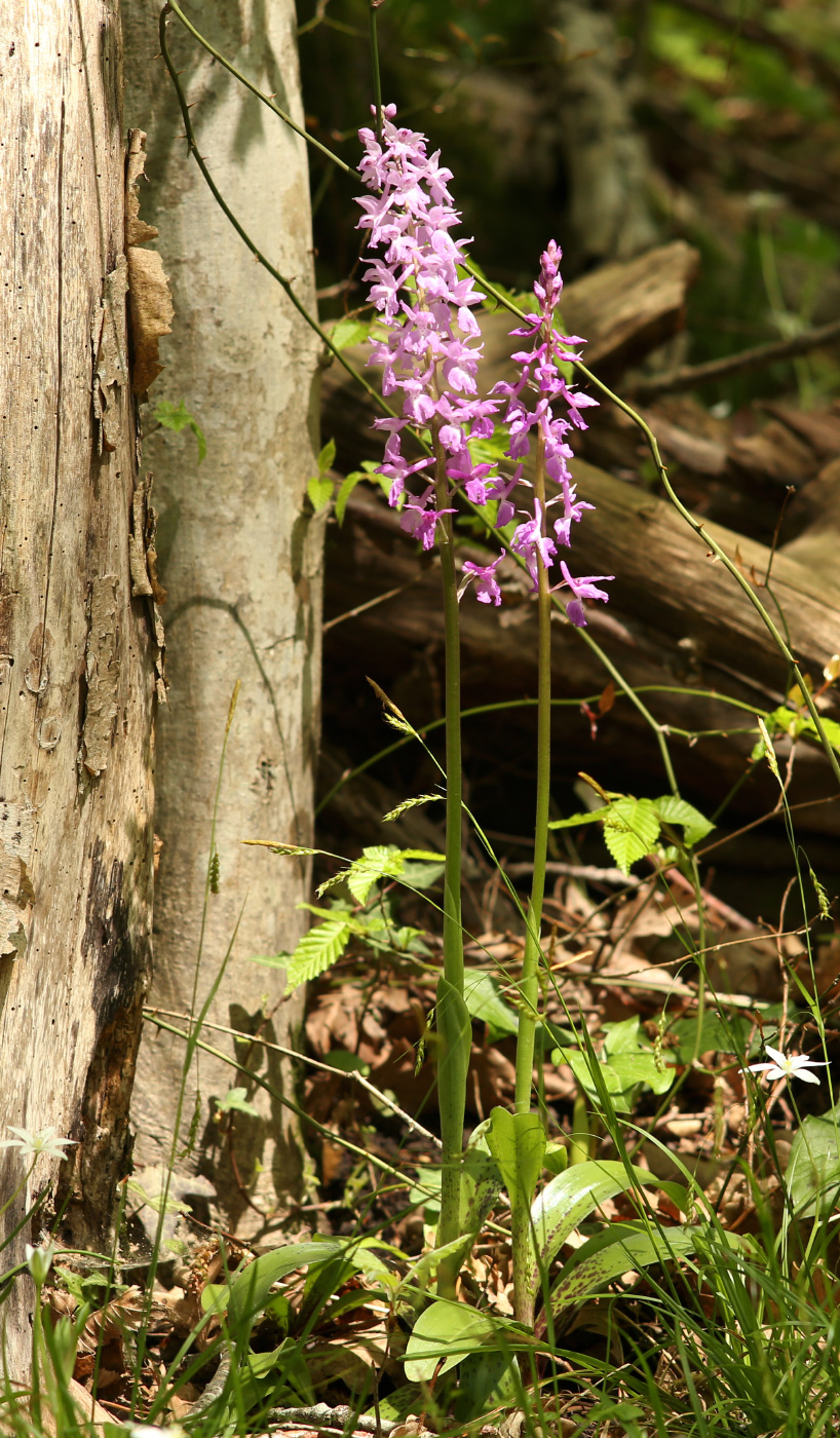 Image of Orchis mascula specimen.