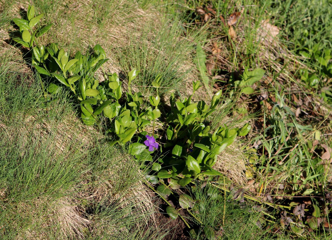 Изображение особи Vinca pubescens.