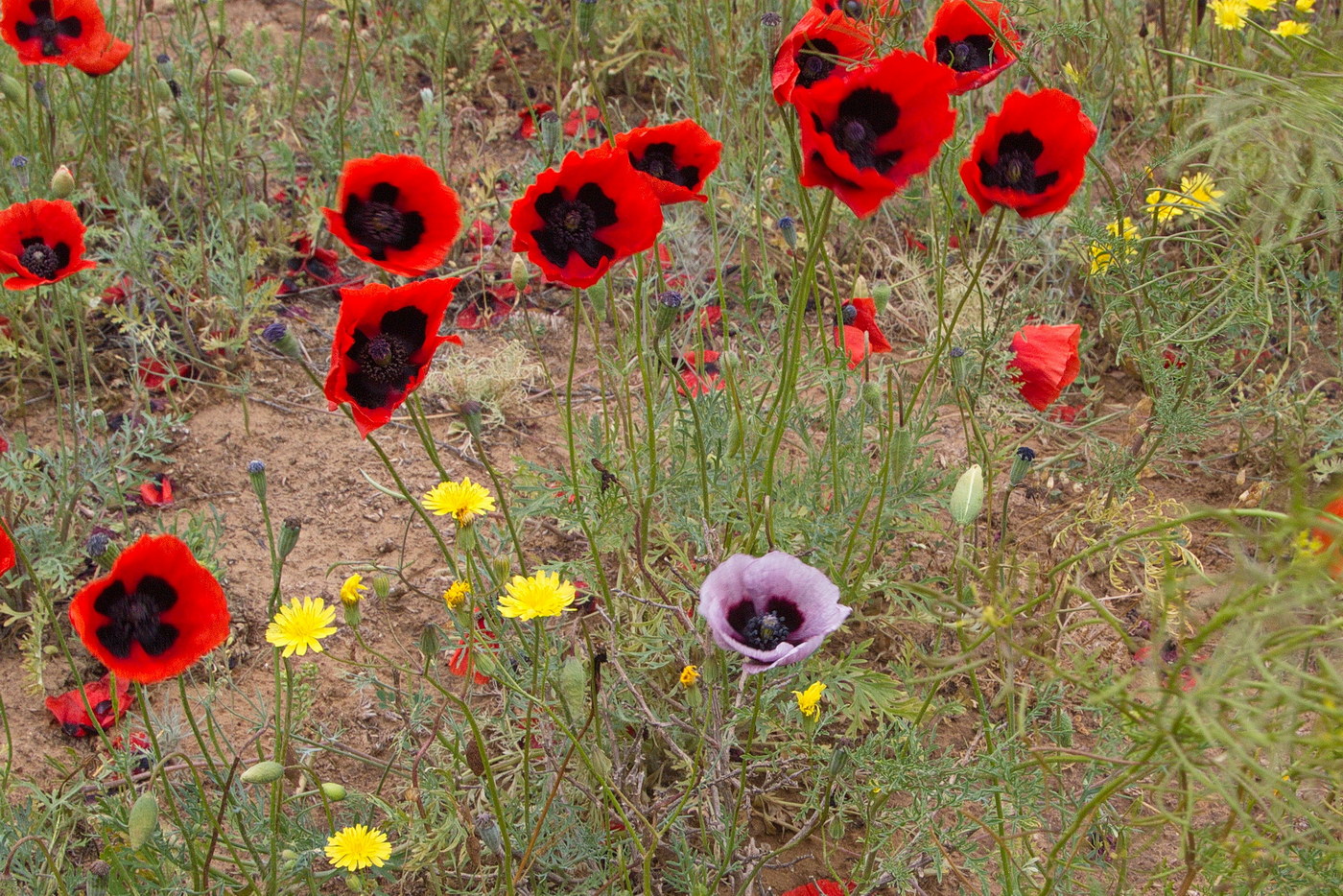 Image of Papaver arenarium specimen.