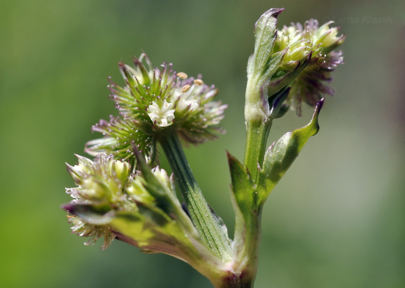 Изображение особи Sanicula chinensis.