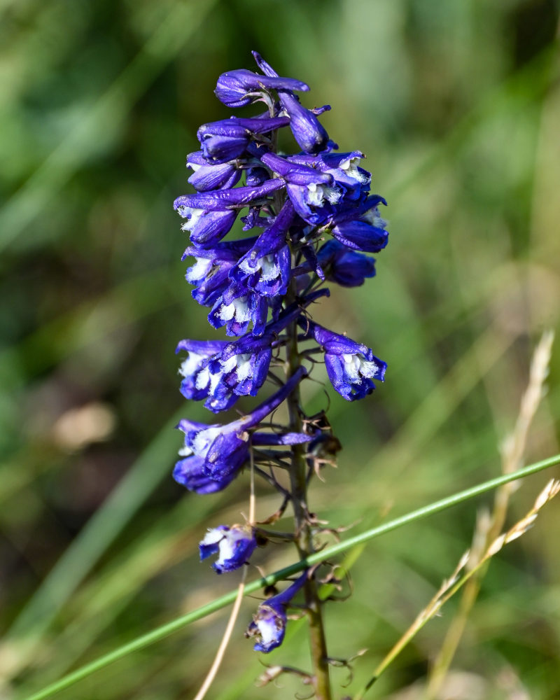 Изображение особи род Delphinium.