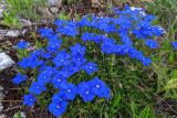 Gentiana angulosa