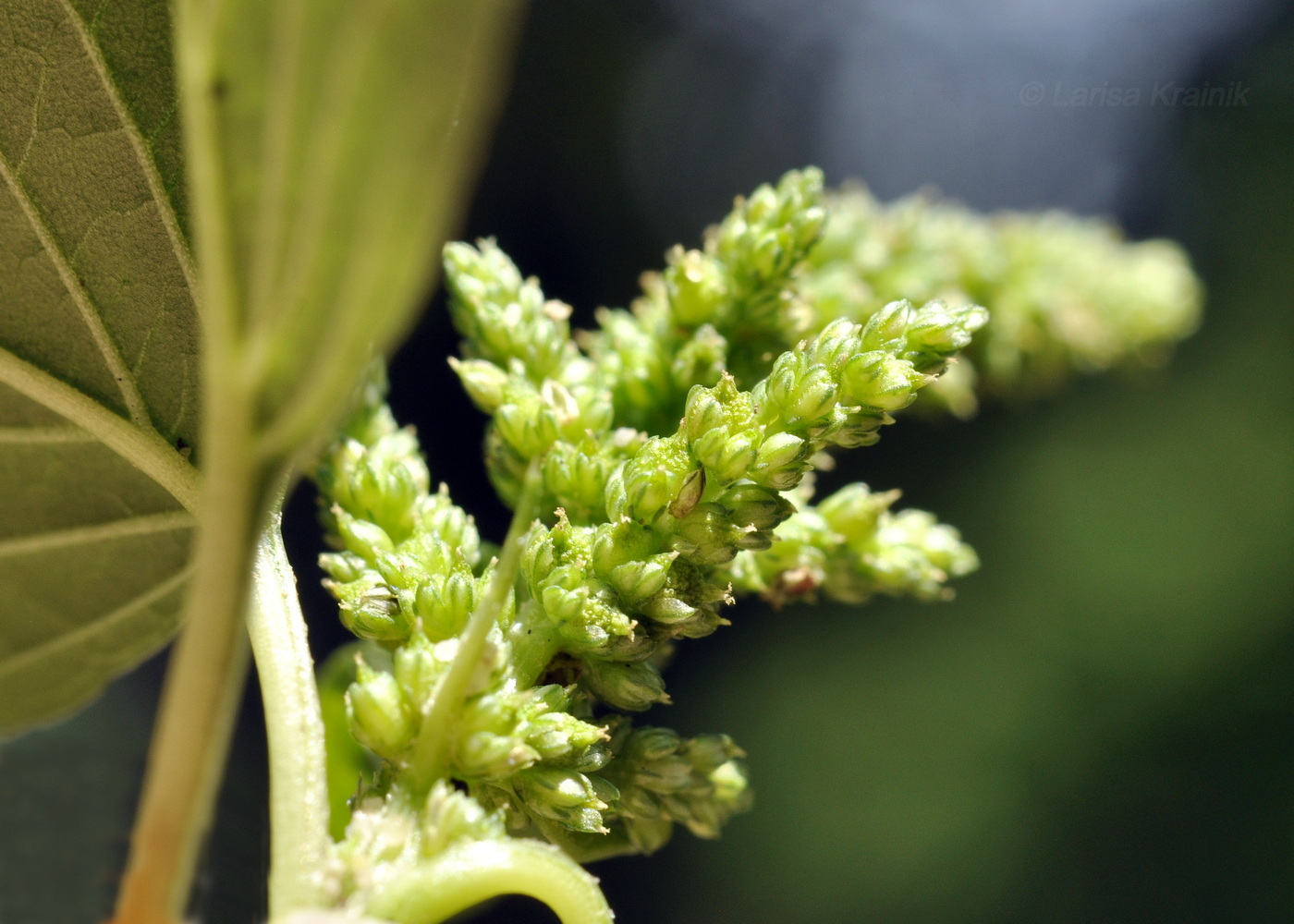 Изображение особи род Amaranthus.