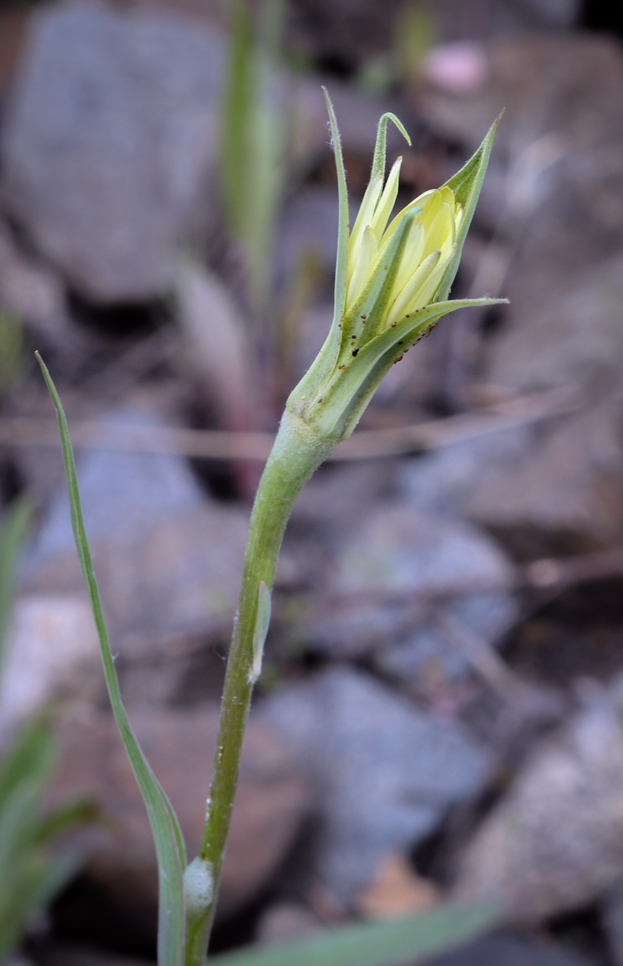 Изображение особи Tragopogon dubius.