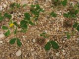 Medicago denticulata