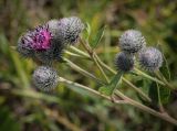 Arctium tomentosum. Распустившиеся и нераспустившиеся соцветия-корзинки. Пермский край, Добрянский р-н, окр. с. Полазна, залежь. 30.07.2023.