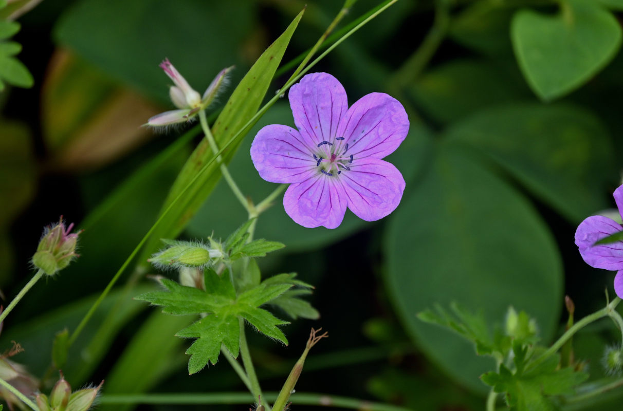 Изображение особи Geranium yesoense.