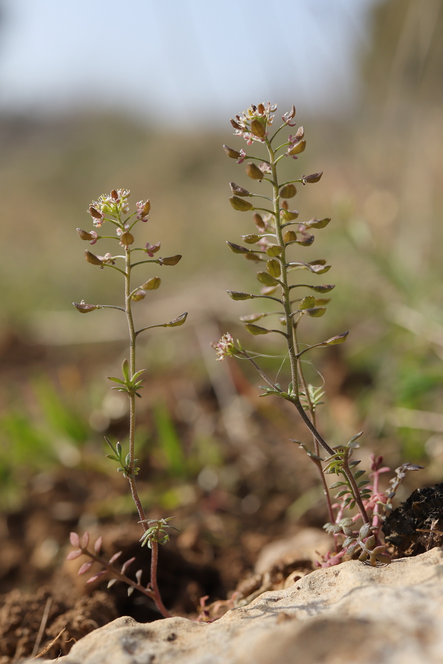 Изображение особи Hornungia petraea.