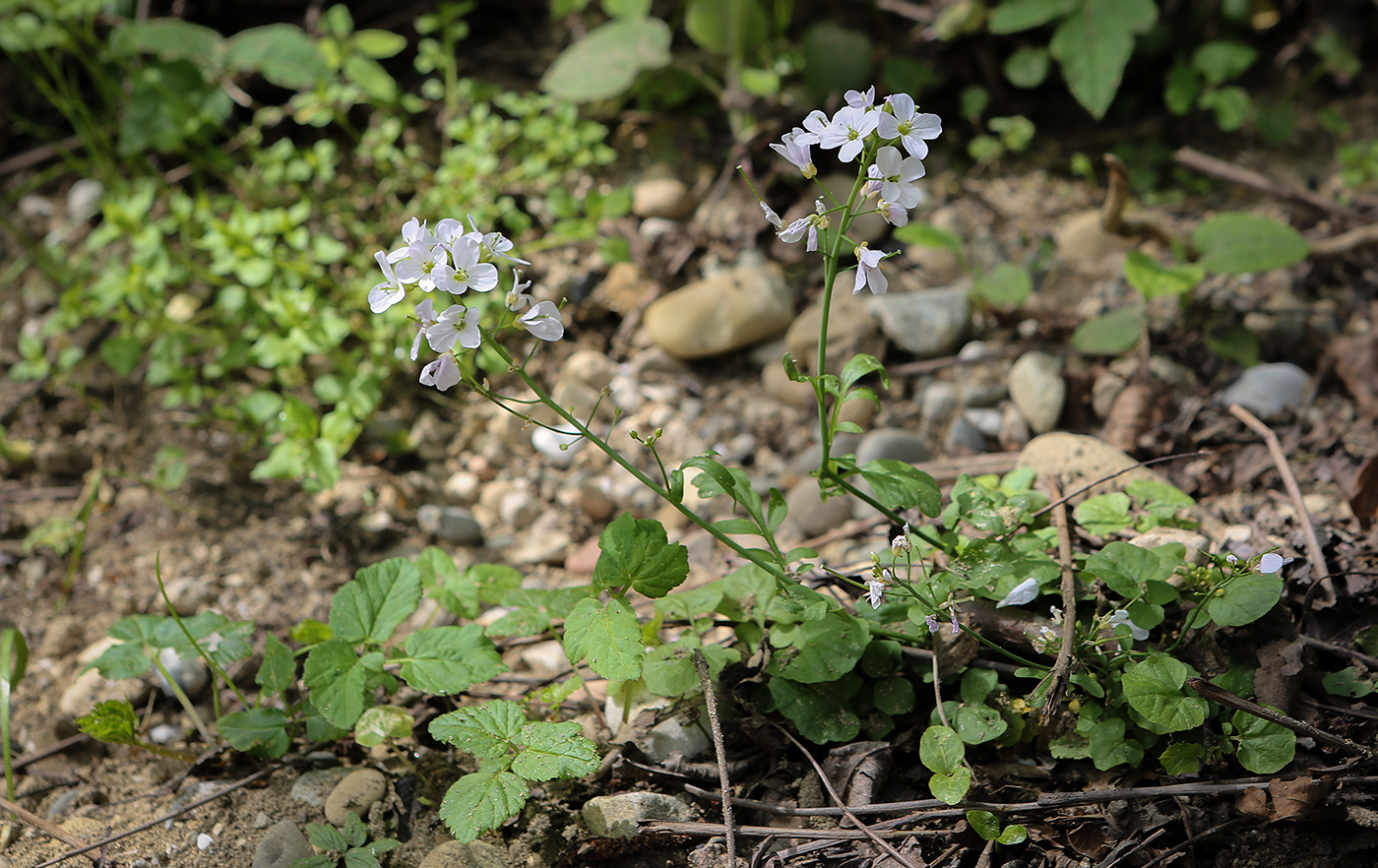 Image of Cardamine tenera specimen.